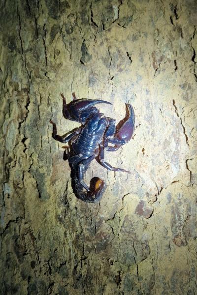 Skorpion i Malaysia