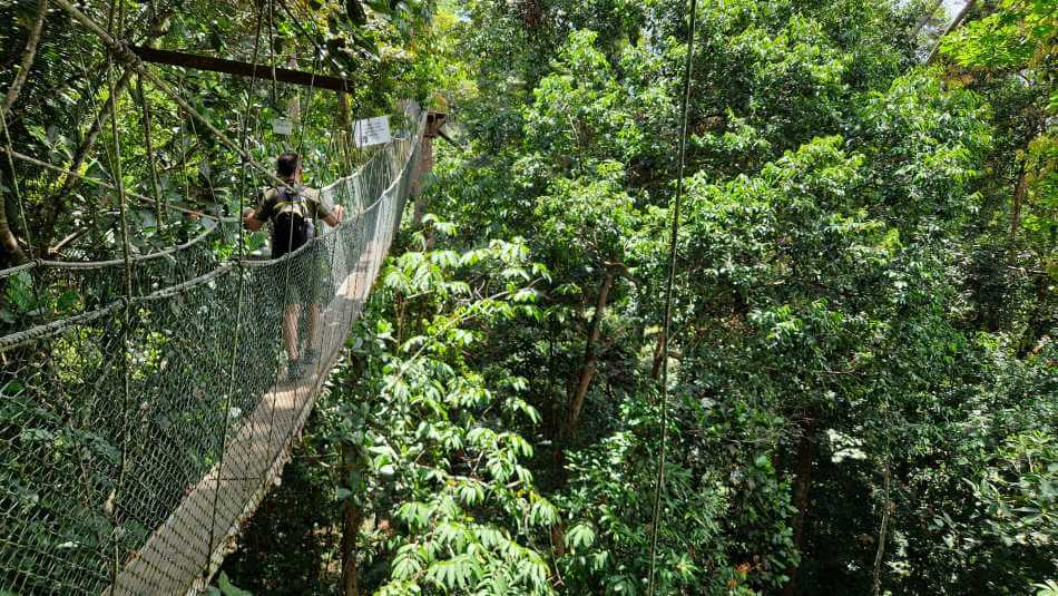 Vandring i trætoppe i Taman Negara nationalpark