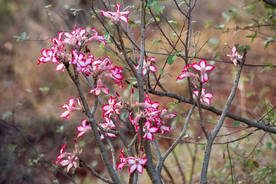 Blomst i Kruger Nationalpark