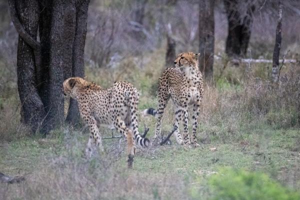 Geparder i Kruger parken