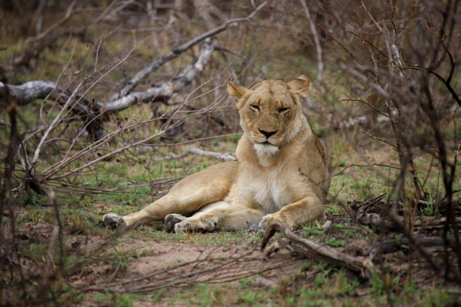 Løver i Kruger parken