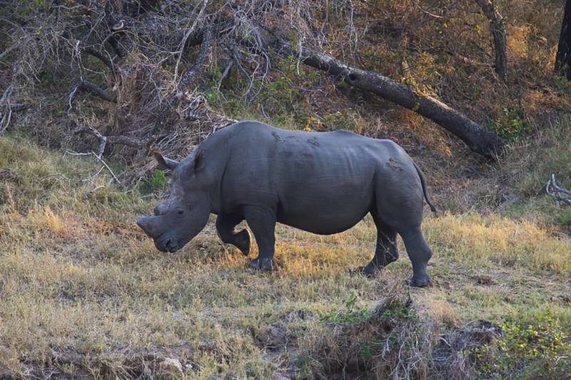 Næsehorn i Kruger Nationalpark