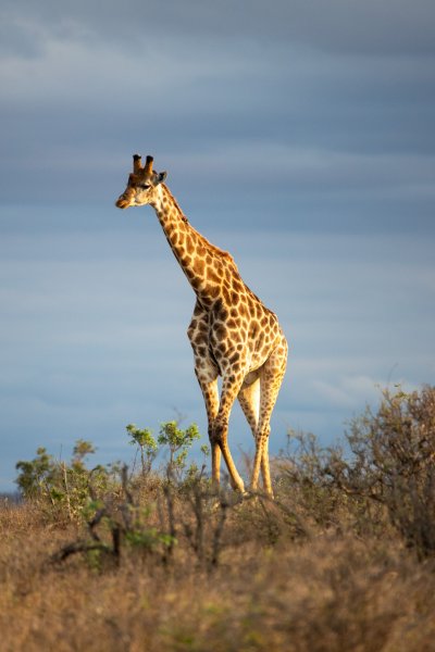 Safari i Kruger Nationalpark - giraffer