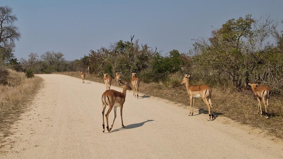 Safari i Kruger Nationalpark - impala