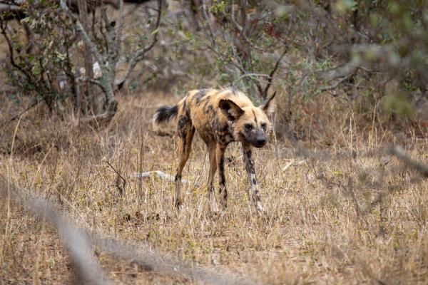 Safari i Kruger Nationalpark - vilde hunde
