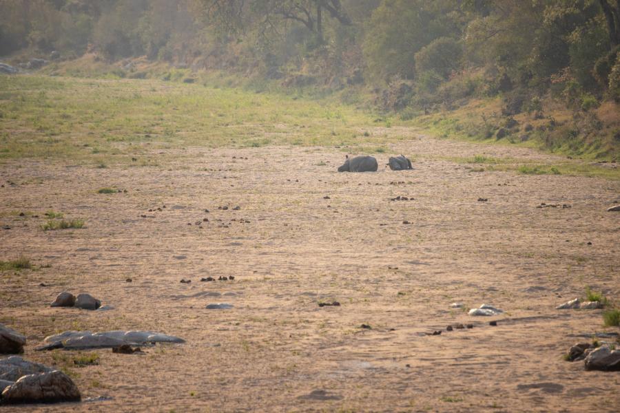 Sovende næsehorn i Kruger parken