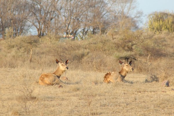 Dyr i Ranthambore Nationalpark