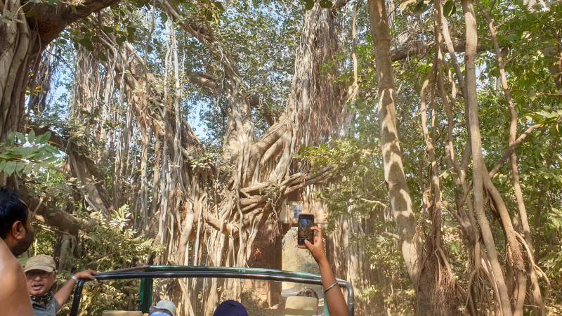 På tigerjagt i den gyldne trekant indien