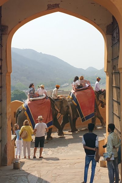 Slaveelefanter ved Amber Fort Jaipur