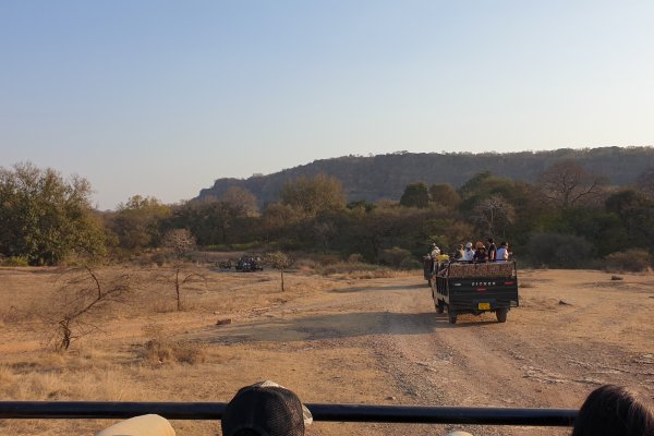 Tigerjagt i den gyldne trekant Indien