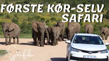 Addo Elefantpark Sydafrika