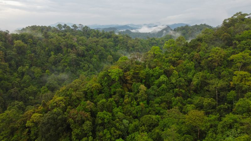 Den vilde jungle på Sumatra