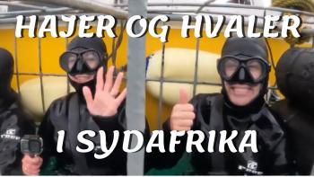 Hajer i Sydafrika