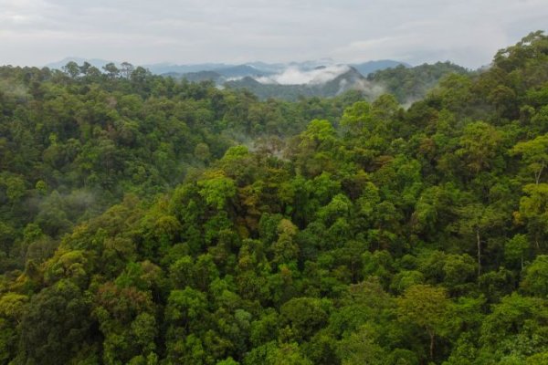 Junglen på Sumatra Indonesien