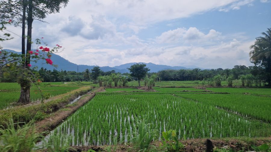 Køretur mod Bukit Lawang, Sumatra