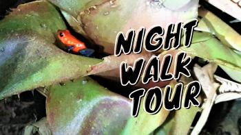 Night walk i Costa Rica