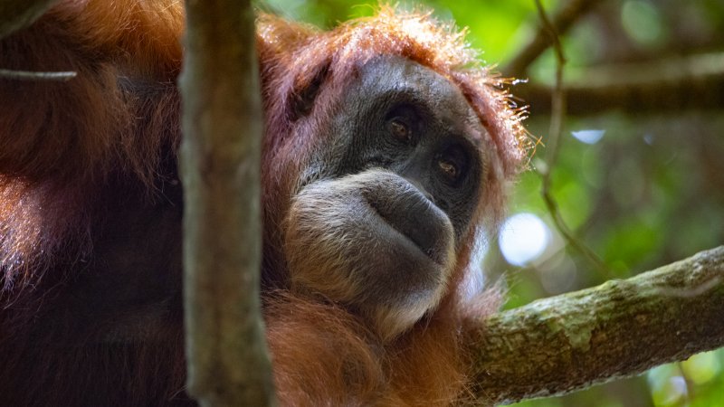 Orangutanger Sumatra Indonesien