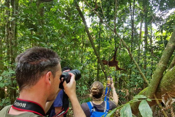 Orangutanger i Bukit Lawang, Sumatra