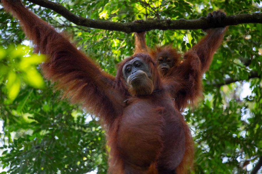Orangutanger på Sumatra