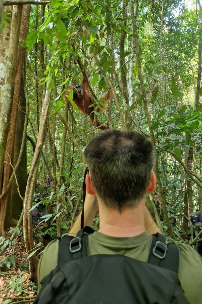 Orangutanger ved Bukit Lawang