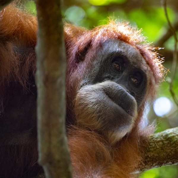 Orangutanger ved Bukit Lawang på Sumatra