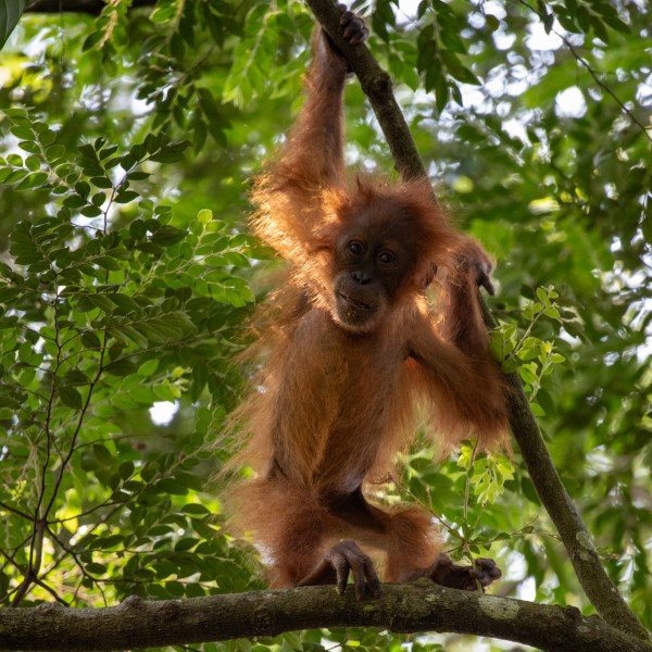 Orangutangunge ved Bukit Lawang