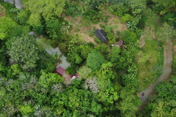 Søger efter orangutanger i junglen