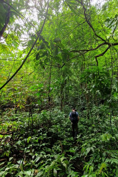 Søger efter orangutanger på Sumatra Indonesien