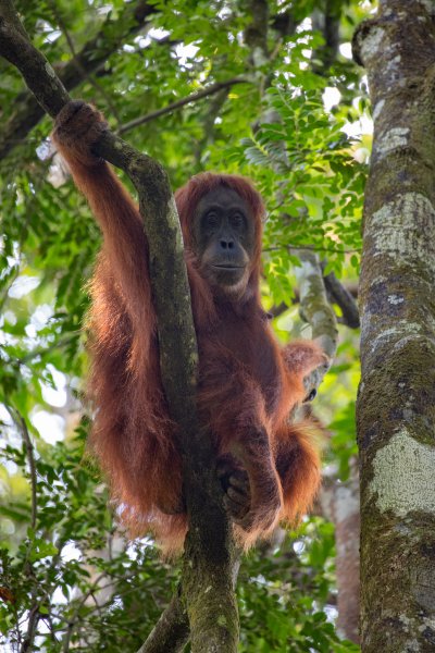 Sumatra Orangutang