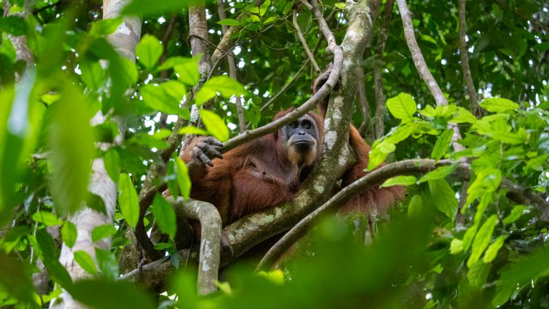 Sumatra orangutanger