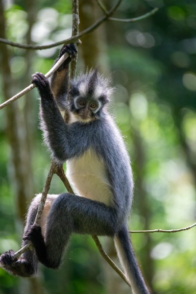 Thomas Leaf Monkey