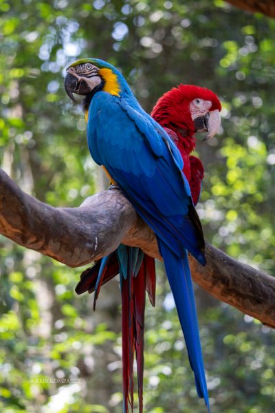 Araer i fugleparken ved Iguazu