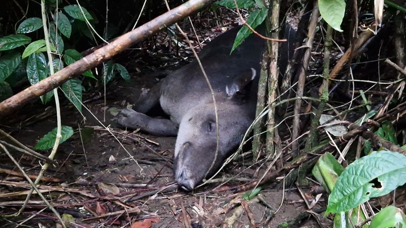 Tapir i Corcovado Nationalpark