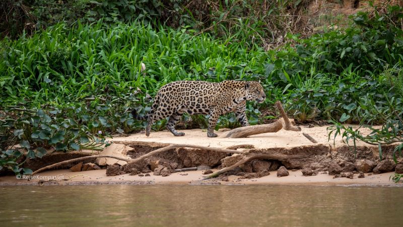 Vilde jaguarer i Pantanal