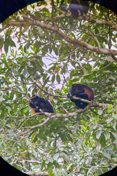 Brøleaber i Costa Rica