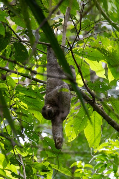 Dovendyr i Costa Rica