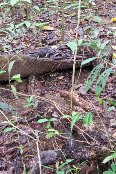 Fer-de-lance i Corcovado Nationalpark