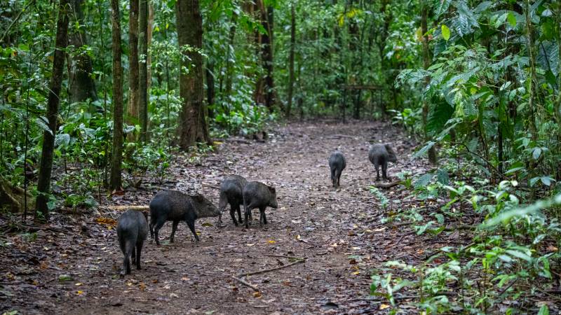 Peccaries Corcovado Nationalpark