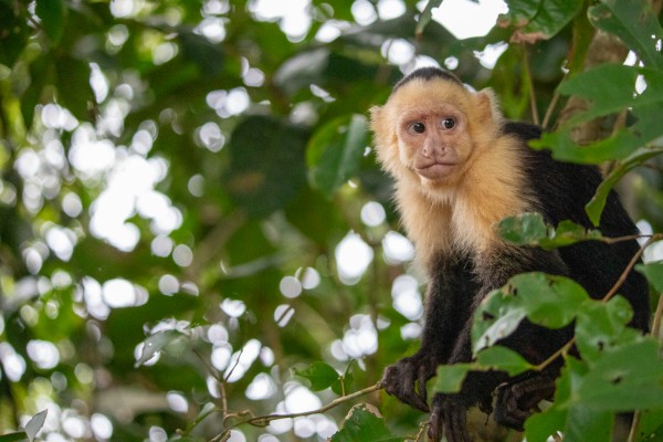 kapucinabe i Costa Rica